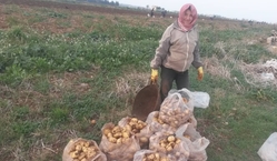 シリア内戦から10年。農家の人たちの復興への一歩を支えたい！