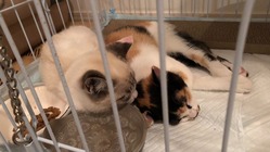 保護ネコ2匹の手術 のトップ画像