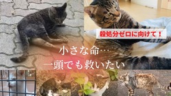 障がい猫との運命の出会い。この子と共に生きたい！応援お願いします。 のトップ画像