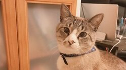 【拘束型心筋症】末期の猫を救いたい！治療費・薬のご支援お願いします のトップ画像