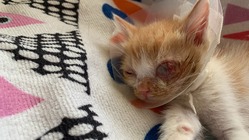 保護猫ぷぅちゃんの手術費用 のトップ画像