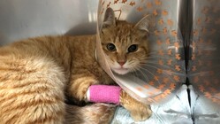 車に轢かれた野良猫の手術費・治療費が必要です。 のトップ画像