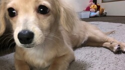 はなちゃんには時間が無いです、助けてください。 のトップ画像