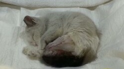 交通事故で両後肢骨折した子猫の医療費ご支援をお願いします。 のトップ画像