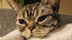 FIP猫伝染性腹膜炎で闘病中シルバーの元気な鳴き声を聞かせて下さい のトップ画像