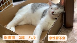 【手術費・尿管閉塞】2歳の保護猫を助けたいです。 のトップ画像