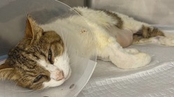 車にはねられ重症の地域猫を助けたい！治療費のご支援をお願いします！ のトップ画像