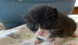 人も猫も幸せに暮らせる社会を目指して のトップ画像