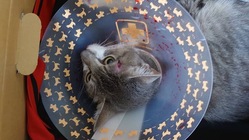 車に轢かれた猫を助けたい のトップ画像