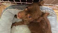 子宮蓄膿症とたたかうチョコちゃんの治療にご支援をお願い致します のトップ画像