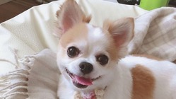 多額の僧帽弁閉鎖不全症手術治療費のご支援、ご協力をお願いします。 のトップ画像