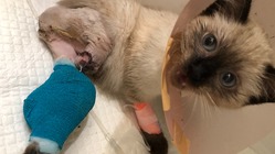 エンジンルームに挟まれた野良子猫の手術費用の支援 のトップ画像