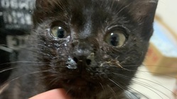 黒猫の赤ちゃんを保護しました のトップ画像