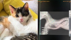 漏斗胸に苦しむ仔猫を助けたい！ のトップ画像