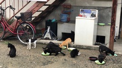 建替えを控えた古いアパートに住んでいる30頭の猫達を緊急で助けたい のトップ画像