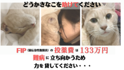 猫コロナウイルスが突然変異し病気となった猫の命を救いたい のトップ画像