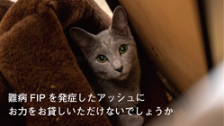 難病FIP(猫伝染性腹膜炎)を発症したアッシュを救いたい のトップ画像