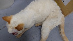 倒れていた猫さんを保護、病気治療のため医療費支援をお願いします のトップ画像