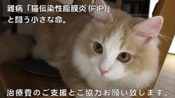 猫伝染性腹膜炎/FIPから猫の命を救う為に今私たちにできること のトップ画像