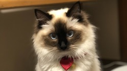 FIPという病になった猫の月ちゃんを助けてください！ のトップ画像