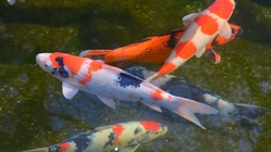 錦鯉国内輸送宅配プロジェクト のトップ画像