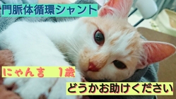 難病「門脈体循環シャント」の子猫を助けたい！