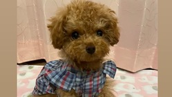 【先天性門脈体循環シャント】の手術・治療費のご支援をお願い致します のトップ画像