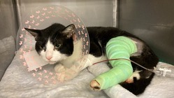 保護猫くーちゃんが又走れるようにご支援をお願いいたします。 のトップ画像