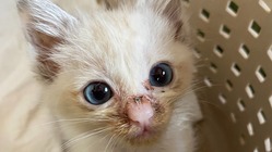 尿路閉塞と戦っているモグちゃんを助けてください。 のトップ画像