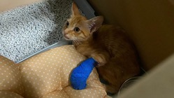 左前脚にケガのある猫の治療、飼い猫になるための支援をお願いします！