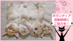 ネコの癒やしで日本全国のご老人に笑顔のひとときを届けたい！ のトップ画像