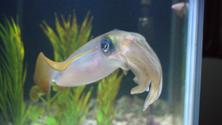 SNSで触れ合える！アオリイカ研究所を作りたい！ のトップ画像