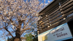 樹齢60年の桜の命を救って、障害者の皆さんの心のよりどころにしたい のトップ画像