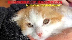 【助けてください】猫伝染性腹膜炎（FIP）治療費のご支援ご協力依頼 のトップ画像