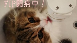 FIP(猫伝染性腹膜炎)を患ったテオの治療継続に力をお貸しください