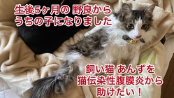 猫伝染性腹膜炎(FIP)から10か月のあんずを助けたい！ のトップ画像