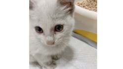 『尿道欠損による皮膚尿道瘻』生後2ヶ月の保護猫ルルちゃん