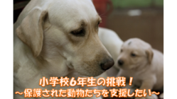 小学校６年生の挑戦！保護された動物たちを支援したい！ のトップ画像