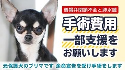 【助けて！僧帽弁閉鎖不全症・肺水腫併発】元気に未来を見せてあげたい のトップ画像