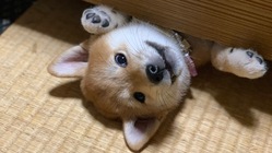 犬の亡くなる命を守るため飼育の施設環境を整備したい のトップ画像