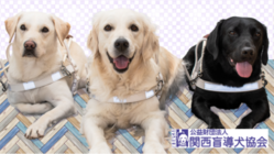 盲導犬と引退犬の健康と生活を守るために。今年も医療費のご支援を！ のトップ画像