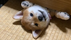 犬の亡くなる命を守るため飼育の施設環境を整備したい のトップ画像