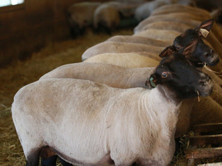 青森県階上町で、かつての町の特産品の食用羊を復活させたい！ のトップ画像