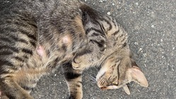 野良猫の家を建て保護し愛してくれる家族を探してあげたい のトップ画像