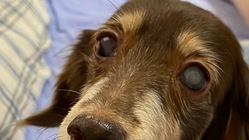左眼失明の愛犬の白内障手術費用に御協力下さいませ のトップ画像