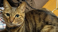 慢性腎不全と診断された6歳の愛猫『楽』に幹細胞治療を！ のトップ画像