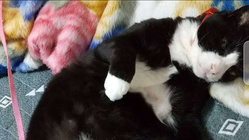 猫白血病による悪性リンパ腫治療費の支援のお願いよろしくお願いします のトップ画像