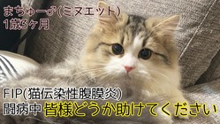 余命1ヶ月と宣告された愛猫のまちゅーを助けてください のトップ画像