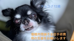チョコを助けたい。僧帽弁閉鎖不全症の手術費の支援をお願いします。 のトップ画像