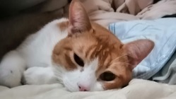 チョビのお薬。